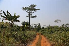 Image result for Mount Nimba Strict Nature Reserve