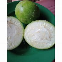 Image result for Buah Pulai