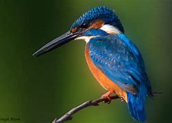 Image result for Kingfisher Blue Colour