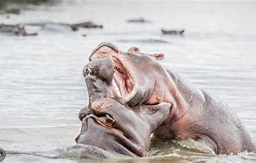 Image result for Hippo Anatomy