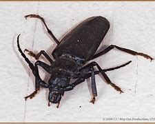 Image result for Big Longhorn Beetle