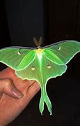 Image result for Pretty Moth Species