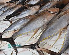 Image result for Tuna Fish Species