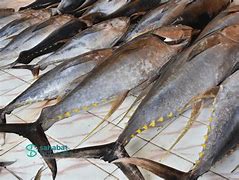 Image result for Tuna Breeds