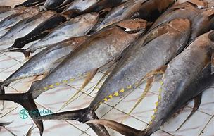 Image result for Tuna Viswa