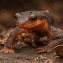 Image result for White Newt