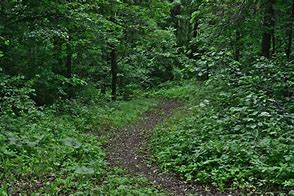 Image result for Dirty around a Tree On the Footpath