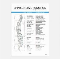 Image result for Spinal Nerve Function Chart