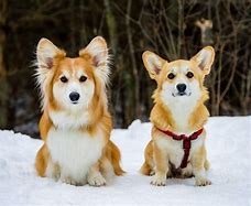 Image result for Adorable Corgi