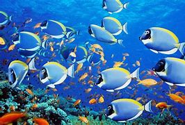 Image result for Wallpapers for Desktop Ocean Fish