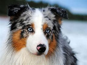 Image result for Aussie Shep