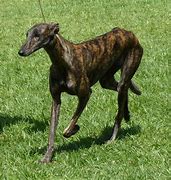 Image result for Galgo Spanish Hunting Dog