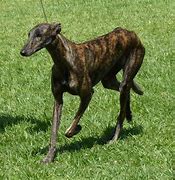 Image result for Galgo Dog Breed