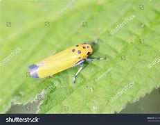 Image result for Rice Leafhopper