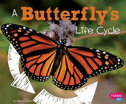 Image result for A Butterflies Life Cycle