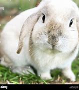 Image result for Fluffy Rabbit