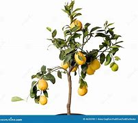 Image result for Drarf Lemon Tree in Pot