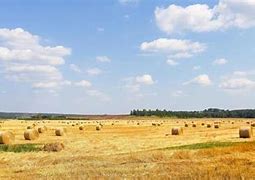 Image result for Hay Field