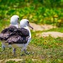 Image result for Fluffy Baby Albatross