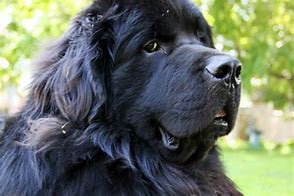 Image result for Newfoundland Guard Dog