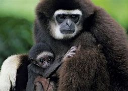 Image result for Gibbon