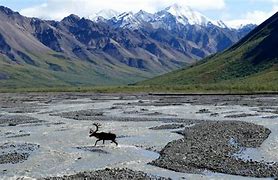 Image result for Difference in Caribou and Reindeer