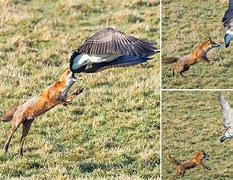 Image result for Fox Goose