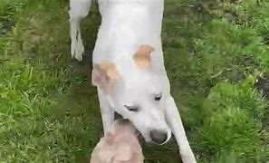 Image result for Dogs Play Fighting