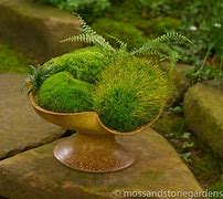 Image result for Moss Dish Garden