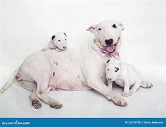 Image result for Bull Terrier Babies