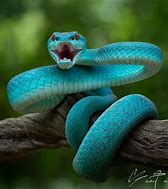 Image result for Blue Pit Viper