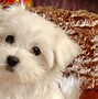 Image result for Adorable Maltese