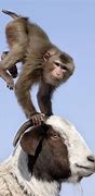 Image result for Monkey Riding Animals