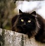 Image result for Black Cat Breeds