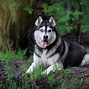 Image result for Cool Husky Backgrounds