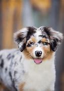 Image result for Dazy the 4 Eared Dog