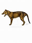 Image result for Thylacine Transparent Background