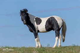 Image result for Majestic Horse Names