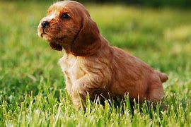 Image result for Small Cocker Spaniel Breeds