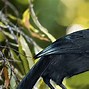 Image result for Huia Tattoo