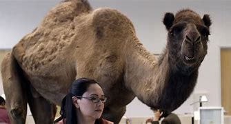 Image result for Happy Hump Day Commercial