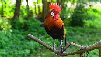 Image result for Miniature Chickens