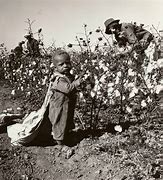 Image result for Black Picking Cotton