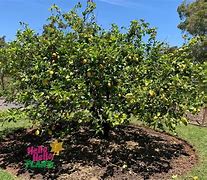 Image result for Lemon Tree Home