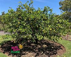 Image result for Citrus Lemon Tree