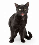 Image result for Black Cat Mouth