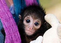 Image result for Cute Baby Spider Monkeys