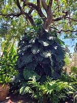 Image result for Cây Monstera