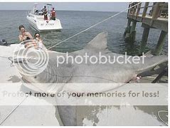 Image result for Bull Shark Eating