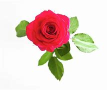 Image result for White Rose with Sage Background